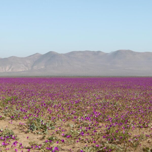 El Desierto Florido 2026 transformará Atacama en un extraordinario mar de flores.