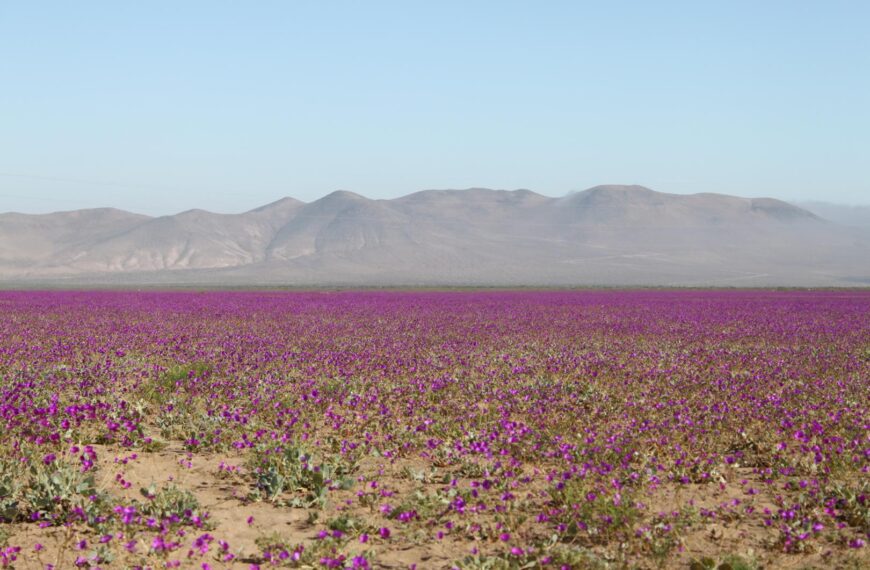 El Desierto Florido 2026 transformará Atacama en un extraordinario mar de flores.