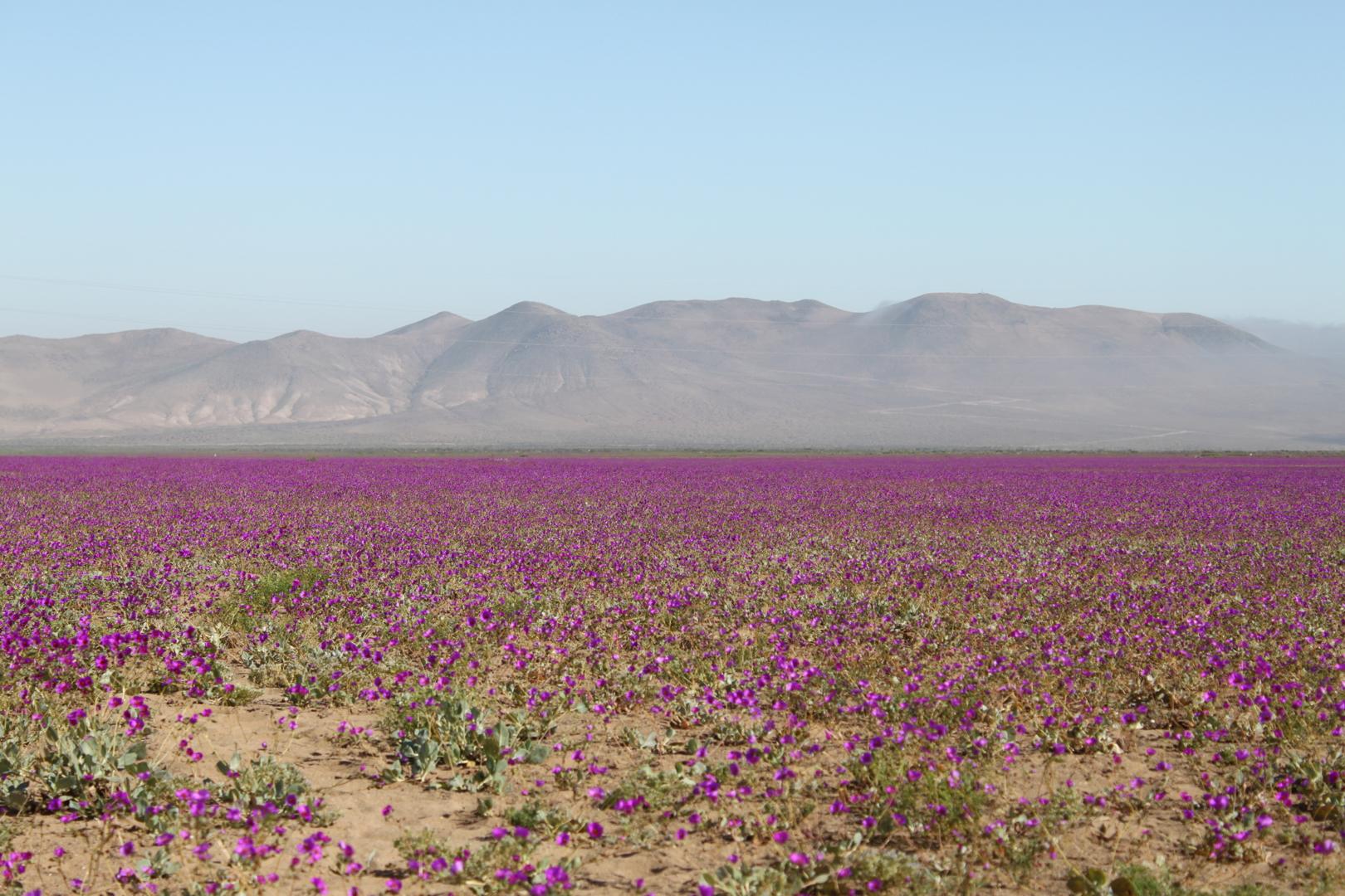 El Desierto Florido 2026 transformará Atacama en un extraordinario mar de flores.