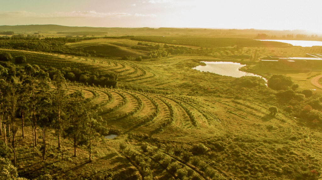 La Toscana del Cono Sur: el auge del oleoturismo y los aceites de oliva de alta gama que conquistan las sierras de Maldonado.
