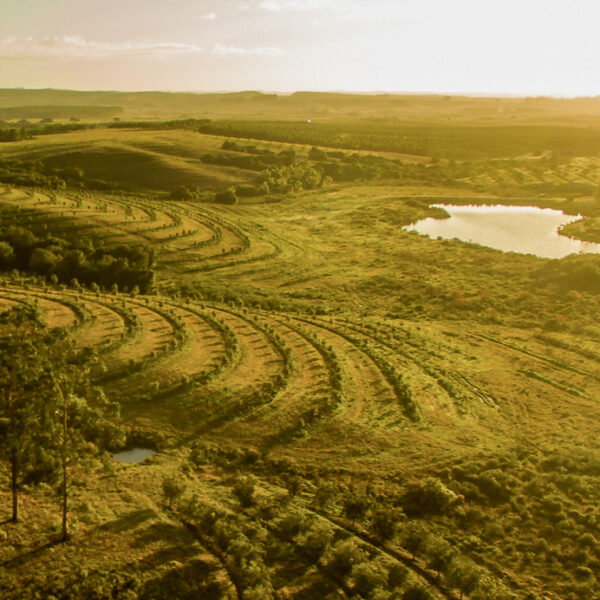 La Toscana del Cono Sur: el auge del oleoturismo y los aceites de oliva de alta gama que conquistan las sierras de Maldonado.