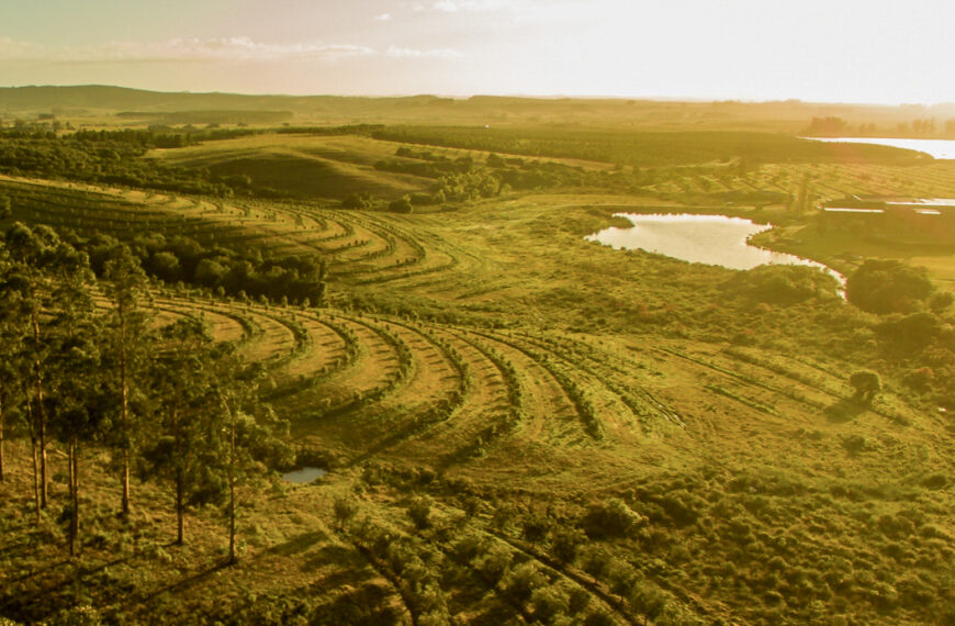 La Toscana del Cono Sur: el auge del oleoturismo y los aceites de oliva de alta gama que conquistan las sierras de Maldonado.