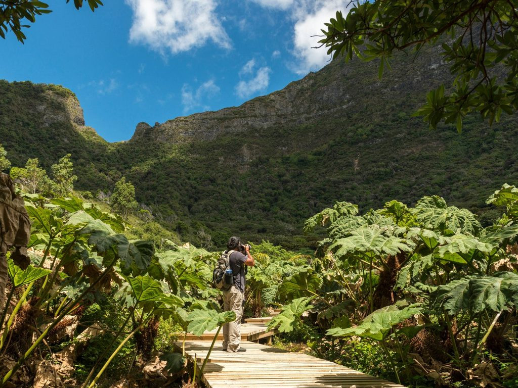 Caminante en un sendero entre helechos en el archipiélago Juan Fernández