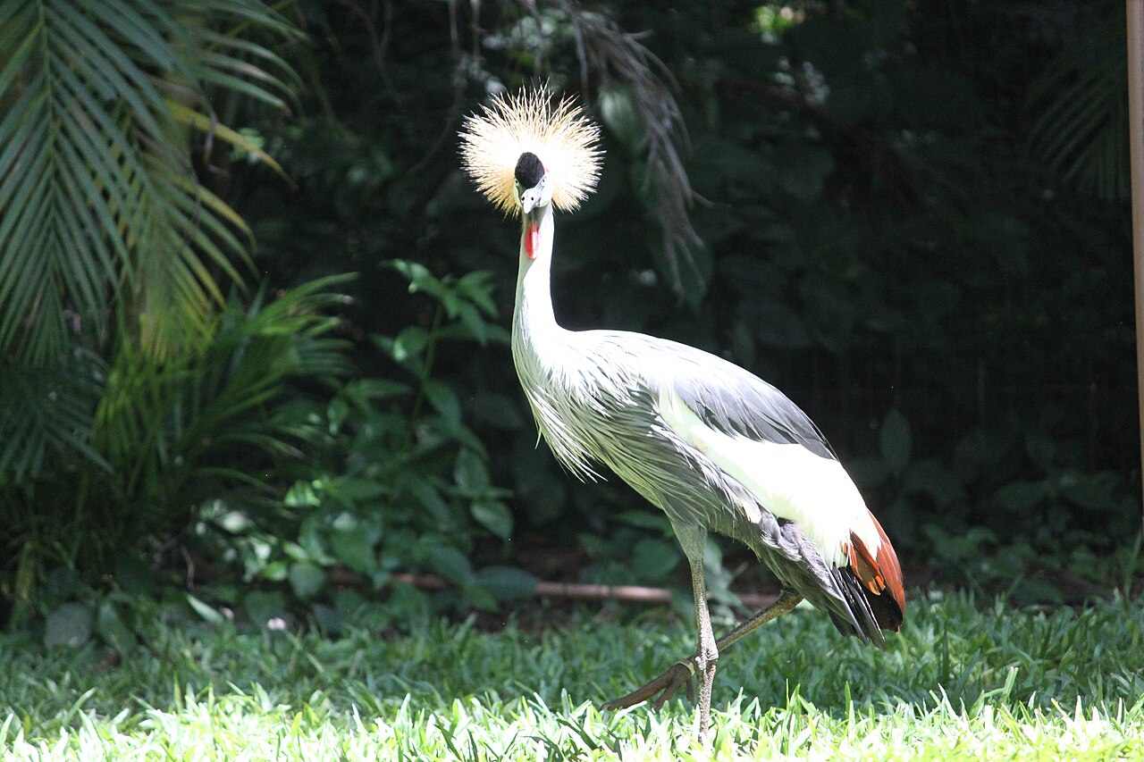 Ave en el Parque das Aves de Foz do Iguaçu