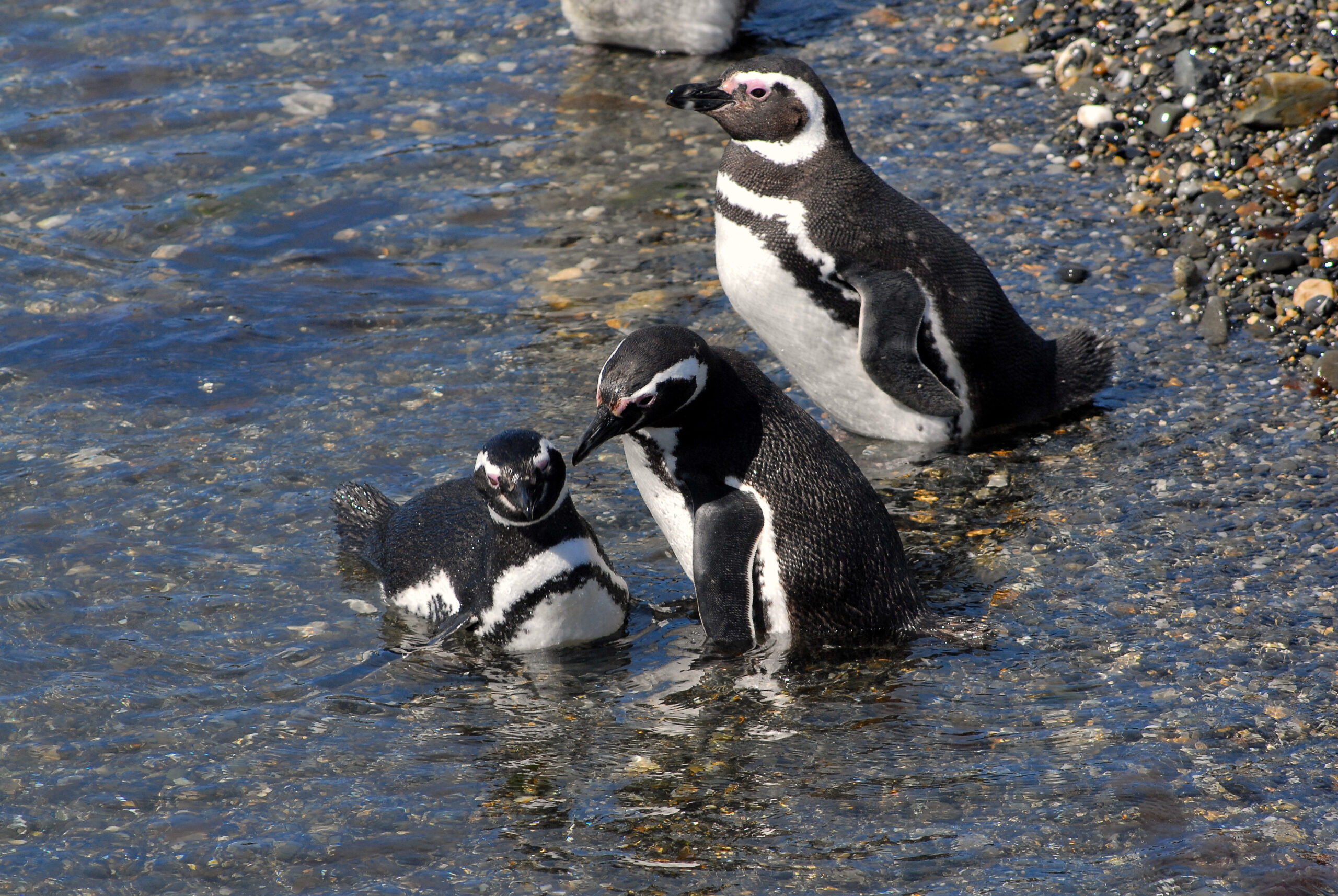 Pingüinos de Magallanes en la Isla Martillo, en el Canal Beagle