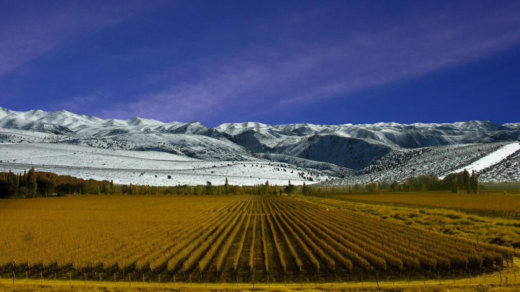 Viñedo dorado en otoño en Mendoza con la cordillera de los Andes nevada bajo un cielo azul