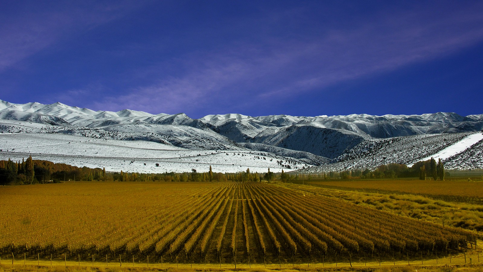 Viñedo dorado en otoño en Mendoza con la cordillera de los Andes nevada bajo un cielo azul