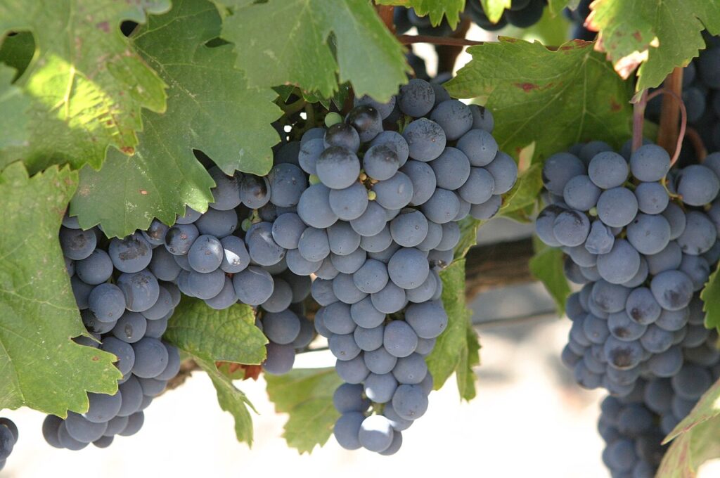 Racimos de Malbec, la variedad emblema del vino argentino