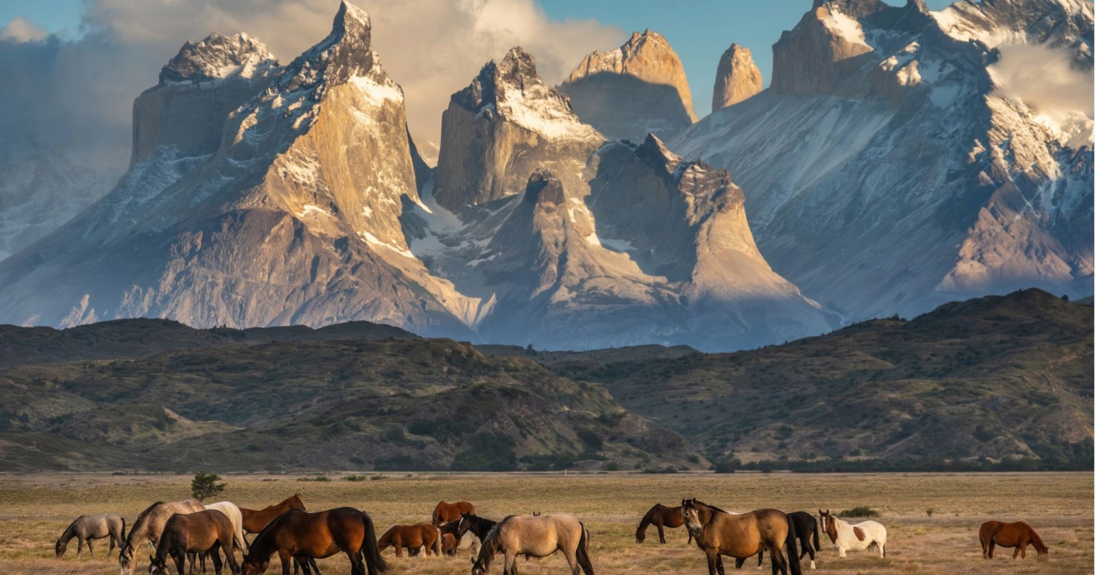Macizo de las Torres del Paine con caballos en primer plano, Patagonia chilena
