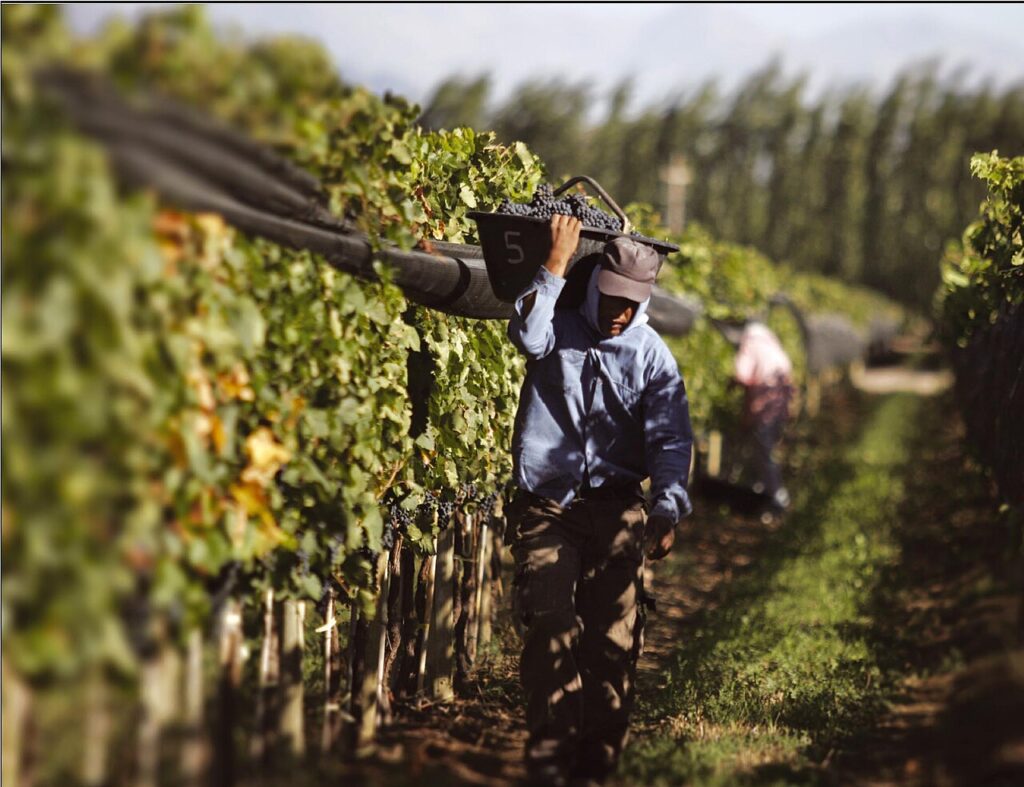 Cosecha de uvas en una finca de Luján de Cuyo, Mendoza