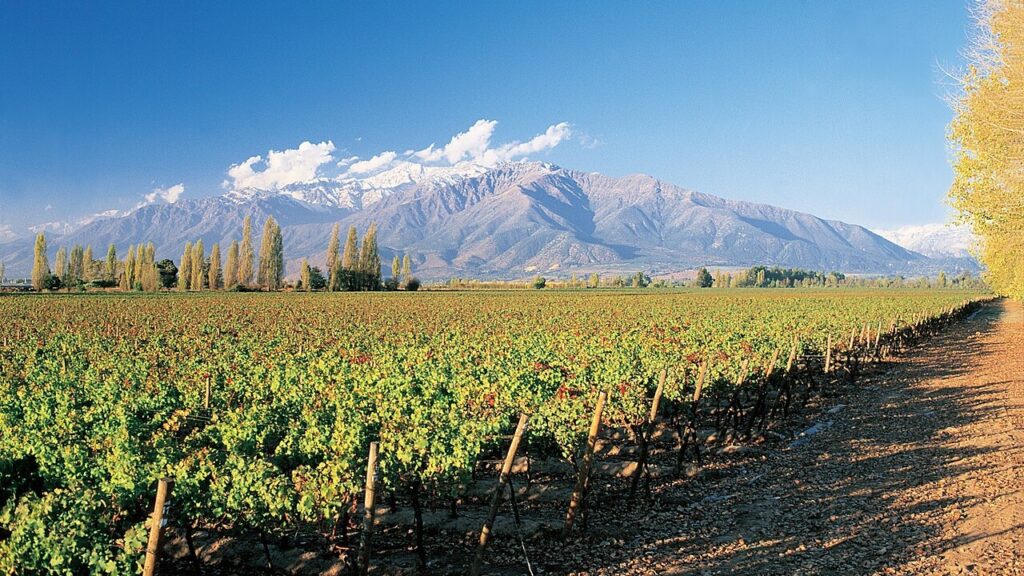 Viñedo de Puente Alto con la cordillera nevada de los Andes al fondo