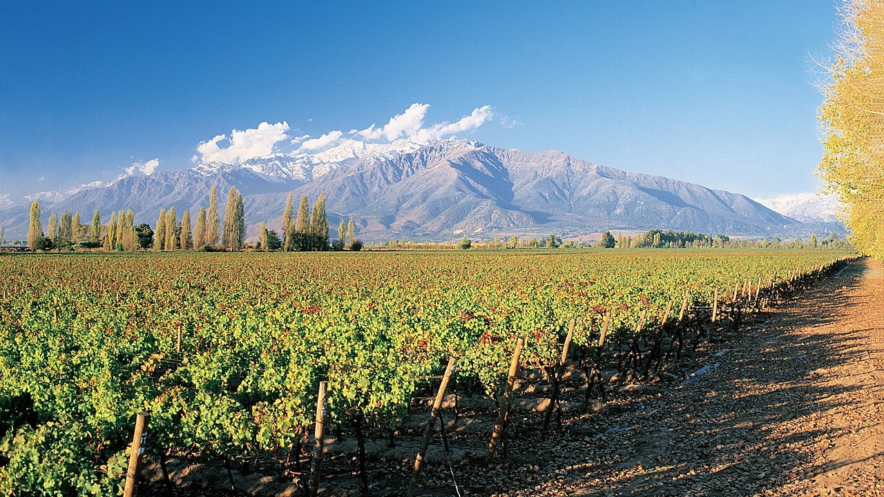 Viñedo de Puente Alto con la cordillera nevada de los Andes al fondo