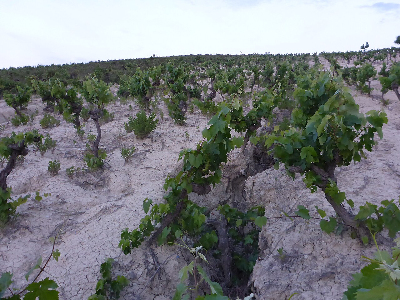 Cepas de viña sobre suelo blanco de albariza en Jerez