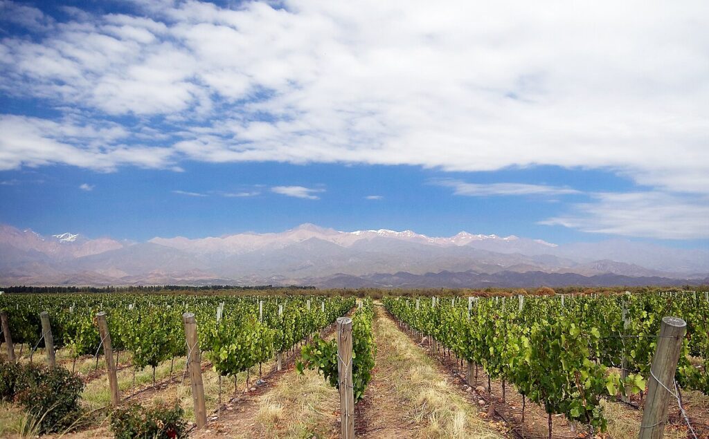 Viñedos de Mendoza con la cordillera de los Andes de fondo